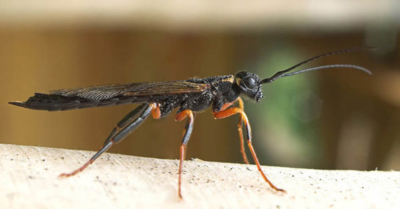 Sawflies and horntails : (Siricidae) Xeris spectrum
