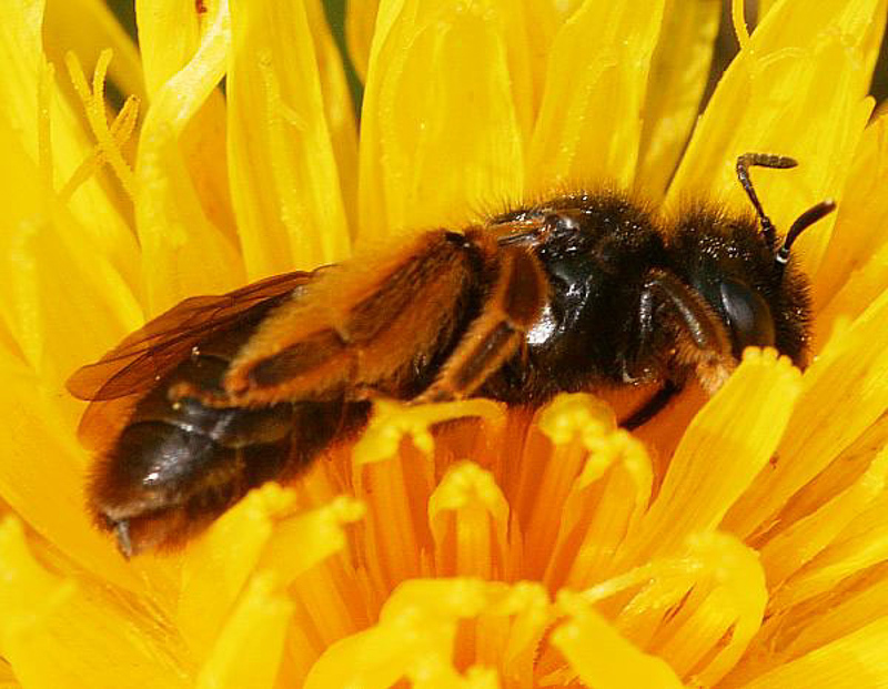 Bees : (Andrenidae) Panurgus banksianus