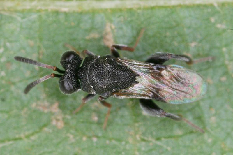 Chalcid wasps : (Chalcididae) Haltichella rufipes