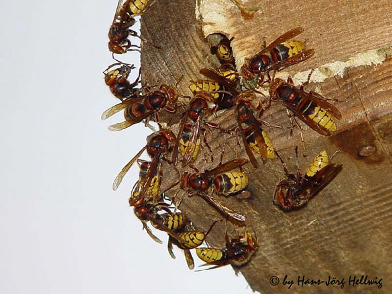 Aculeate Wasps : (Vespidae) Vespa crabro