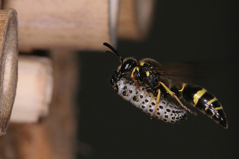 Aculeate Wasps : (Vespidae) Ancistrocerus trifasciatus