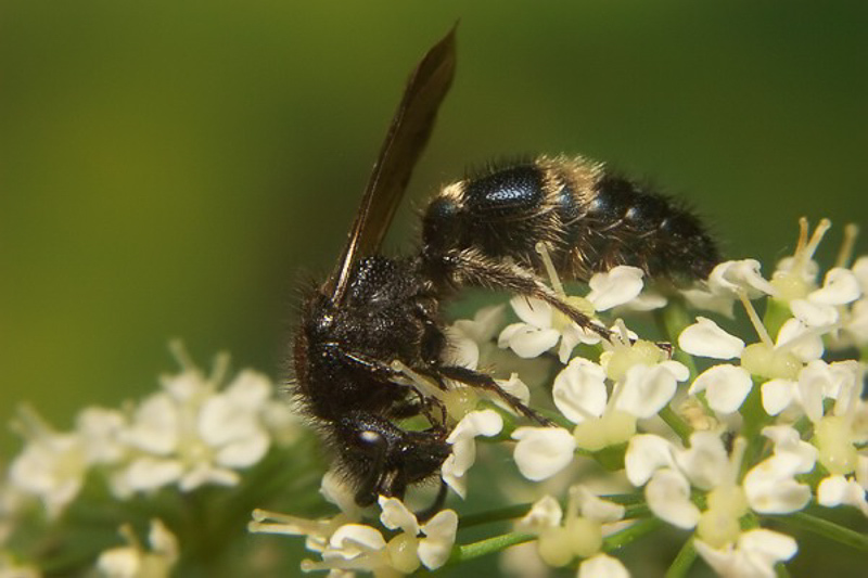 Aculeate Wasps : (Mutillidae) Mutilla europaea