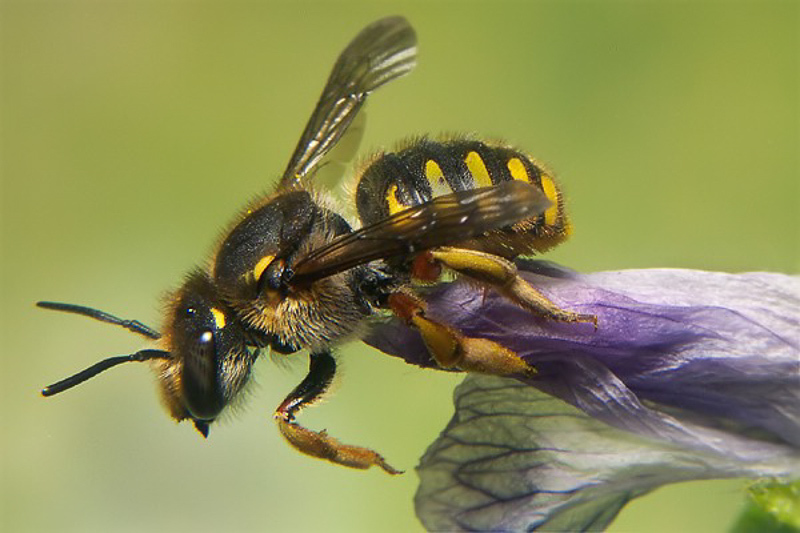 Bees : (Megachilidae) Anthidium manicatum