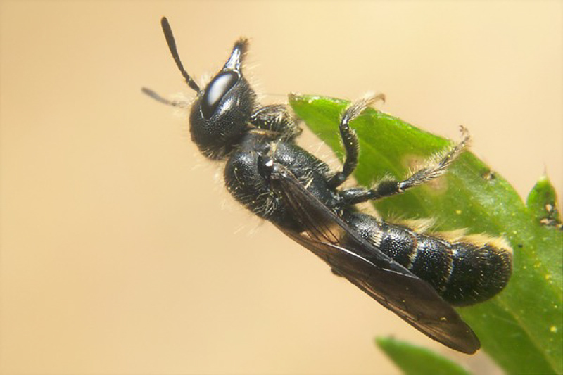 Bees : (Megachilidae) Chelostoma florisomne