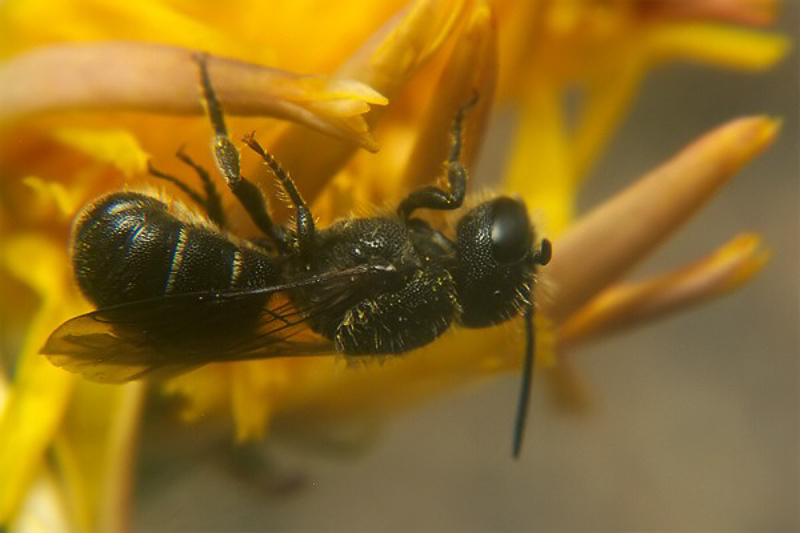 Bees : (Megachilidae) Heriades truncorum