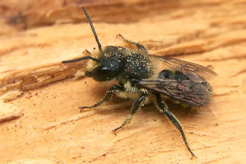 Bees : (Megachilidae) Megachile centuncularis