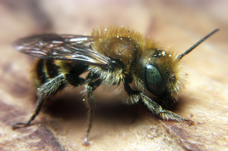 Bees : (Megachilidae) Osmia caerulescens