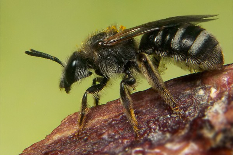 Bees : (Halictidae) Lasioglossum leucozonium
