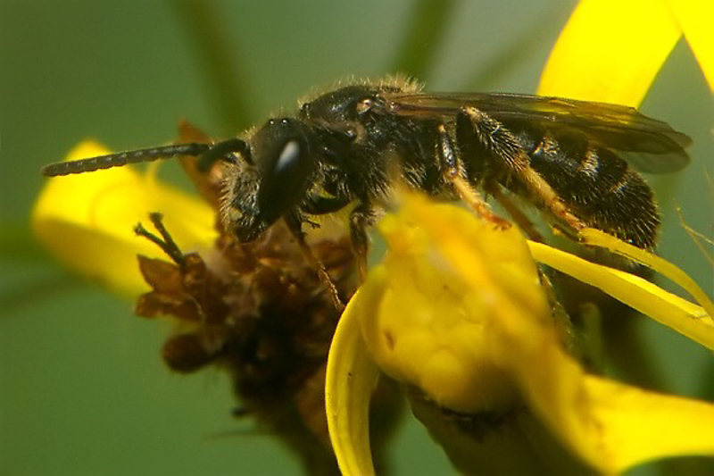 Bees : (Halictidae) Lasioglossum lativentre