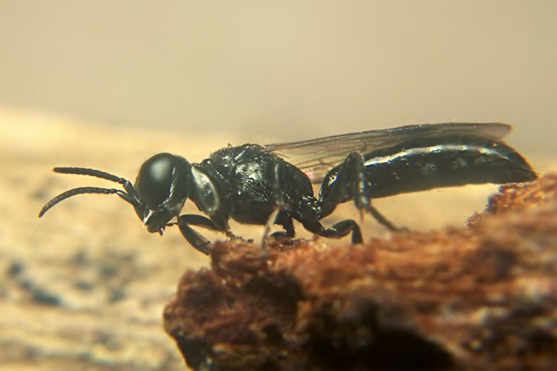 Aculeate Wasps : (Crabronidae) Trypoxylon minus