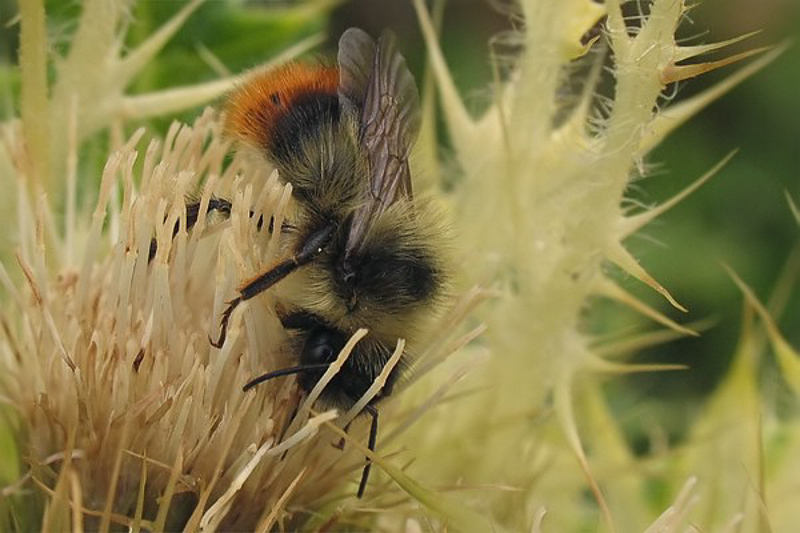 Bees : (Apidae) Bombus pyrenaeus