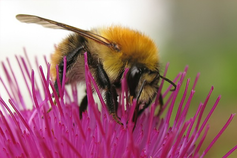 Bees : (Apidae) Bombus pratorum