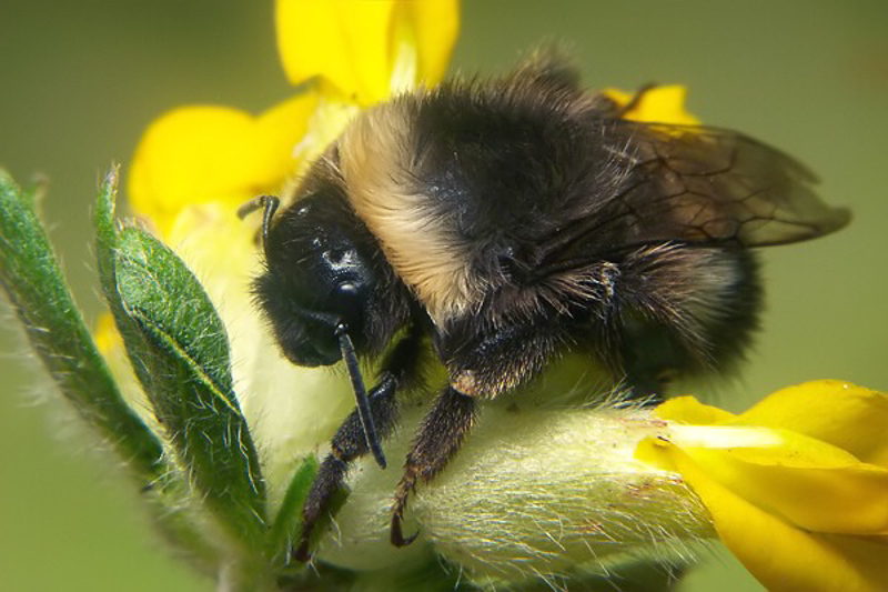 Bees : (Apidae) Bombus lucorum