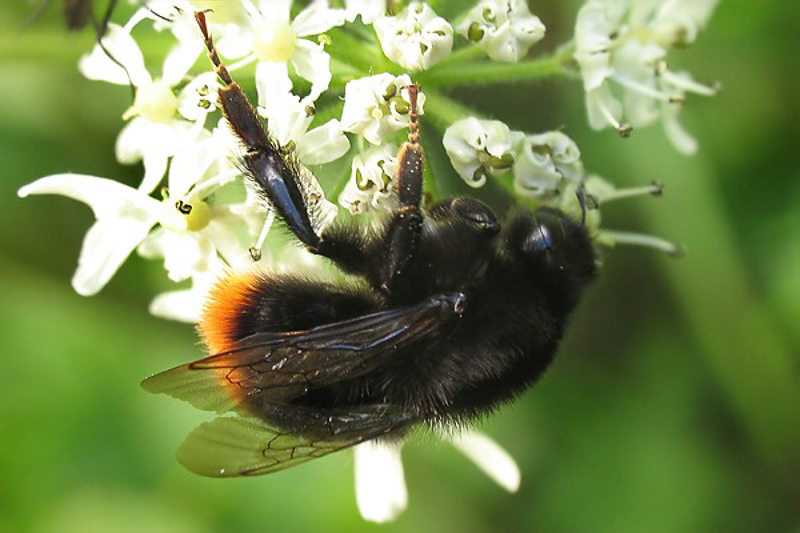 Bees : (Apidae) Bombus lapidarius