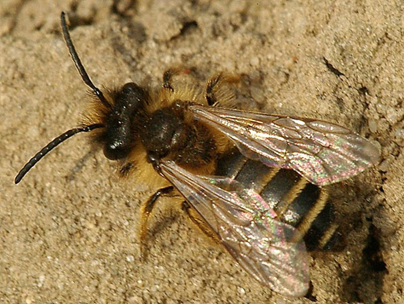 Bees : (Andrenidae) Andrena flavipes