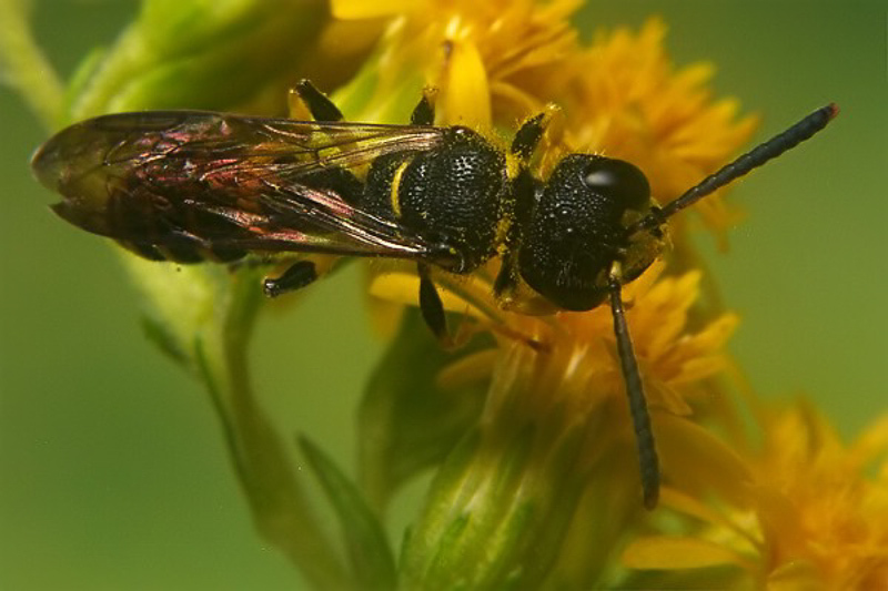 Aculeate Wasps : (Crabronidae) Cerceris quadricincta