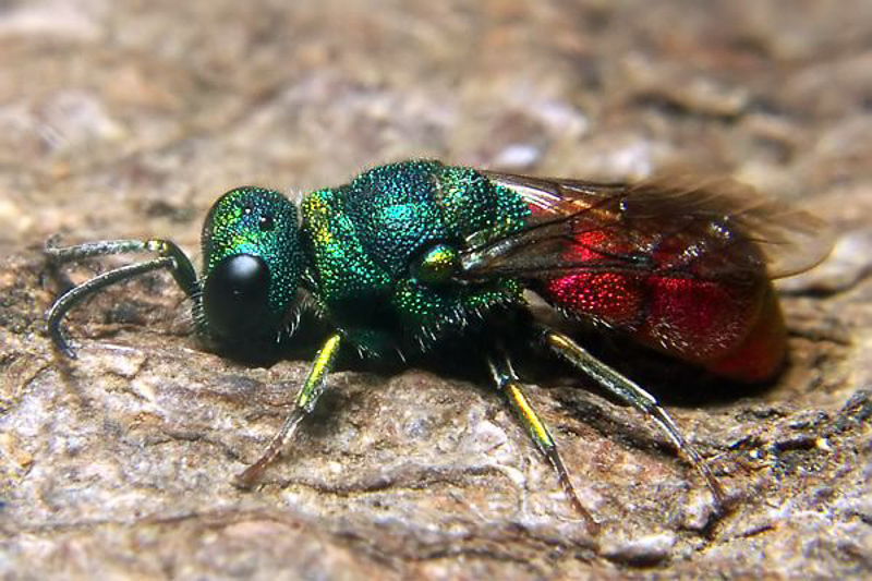 Aculeate Wasps : (Chrysididae) Pseudospinolia neglecta