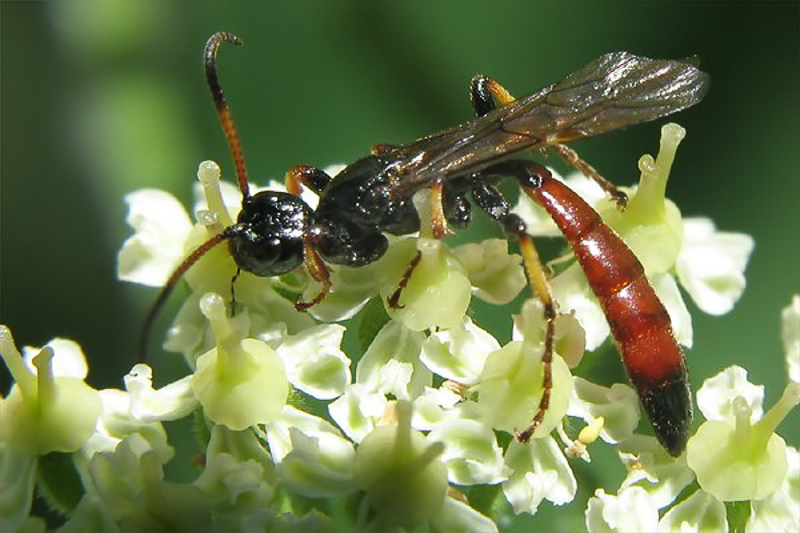 Ichneumonid and braconid wasps : (Ichneumonidae) Alomya debellator