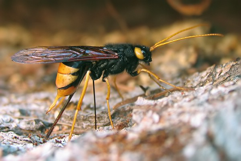 Sawflies and horntails : (Siricidae) Urocerus gigas