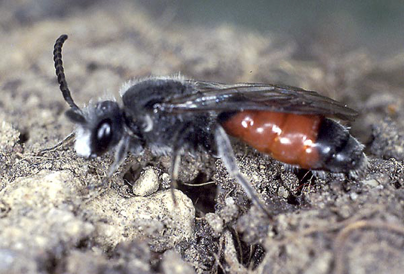 Bees : (Halictidae) Sphecodes monilicornis