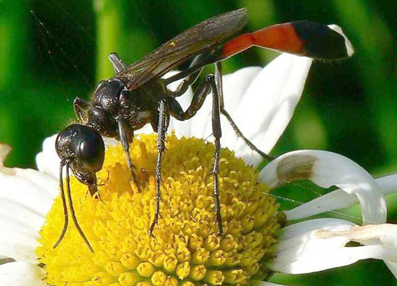 Aculeate Wasps : (Sphecidae) Ammophila sabulosa