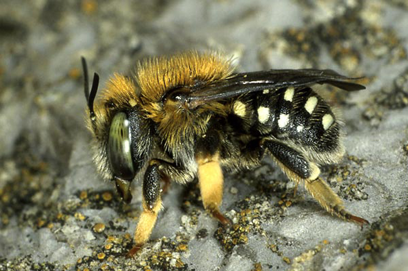 Bees : (Megachilidae) Anthidium punctatum