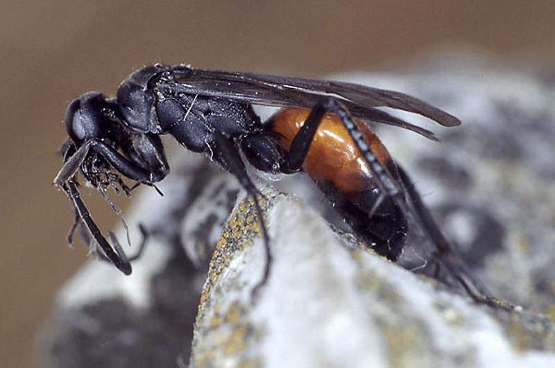 Aculeate Wasps : (Pompilidae) Priocnemis coriacea