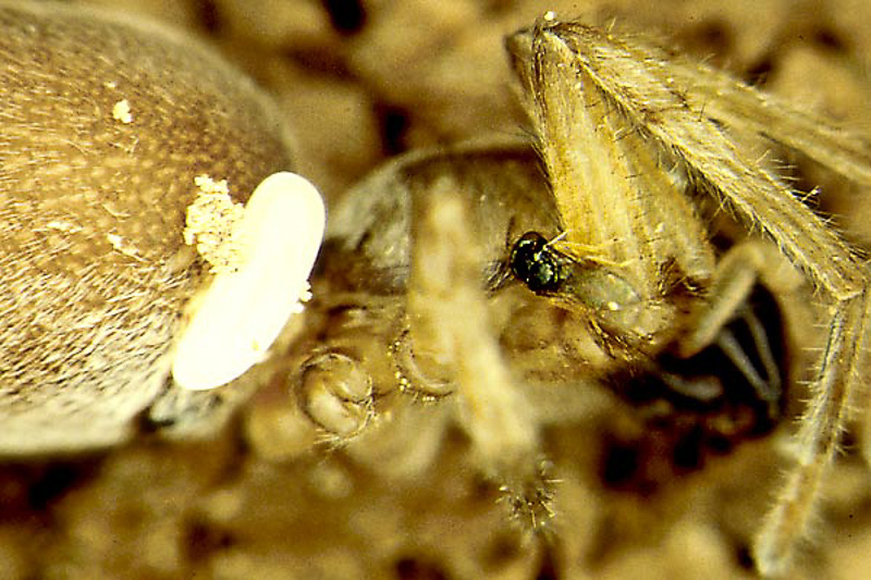 Aculeate Wasps : (Pompilidae) Dipogon variegatus