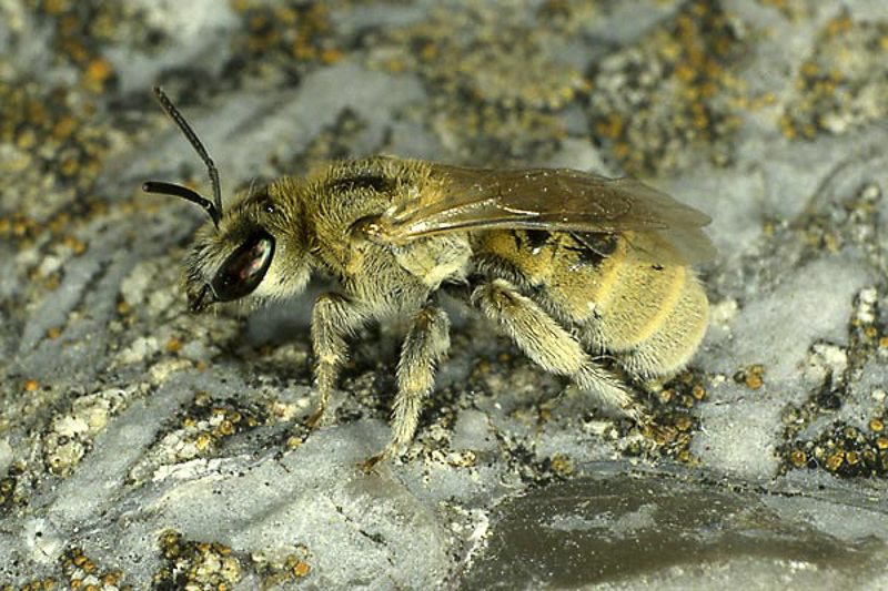 Bees : (Apidae) Halictus pollinosus