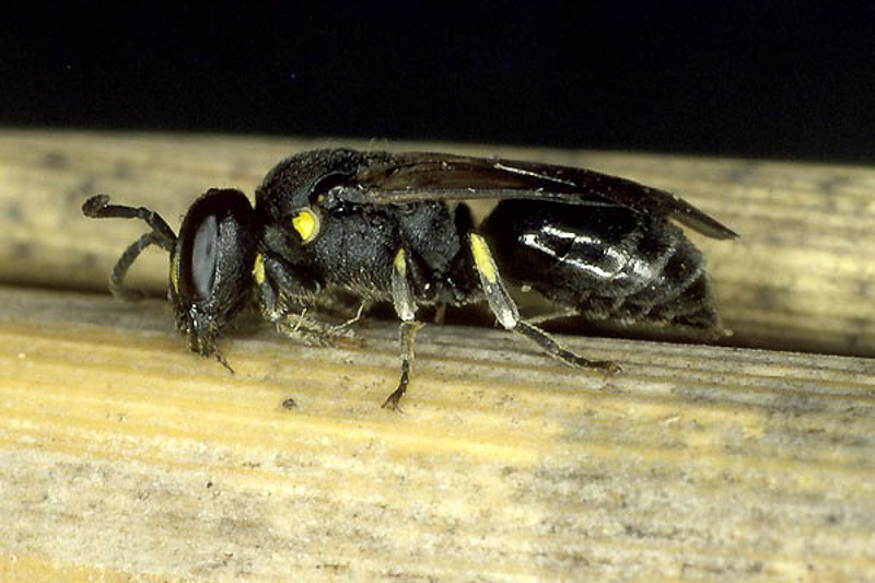 Bees : (Colletidae) Hylaeus pectoralis