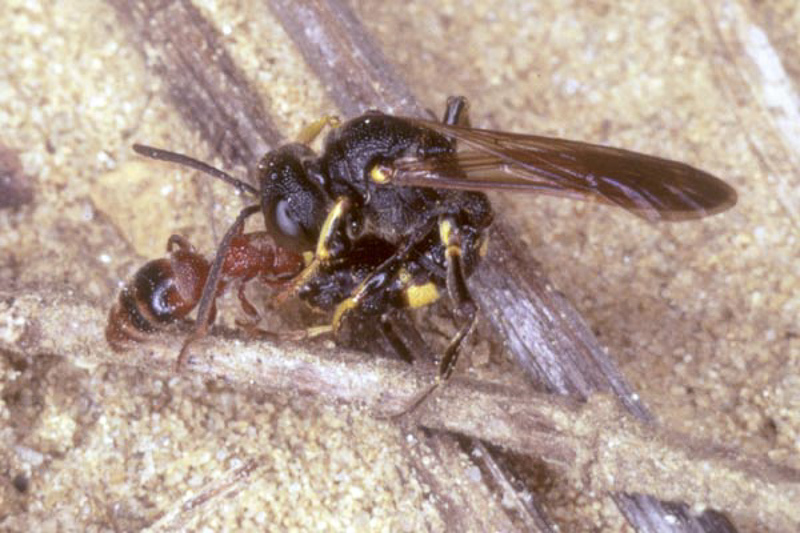 Aculeate Wasps : (Crabronidae) Cerceris hortivaga