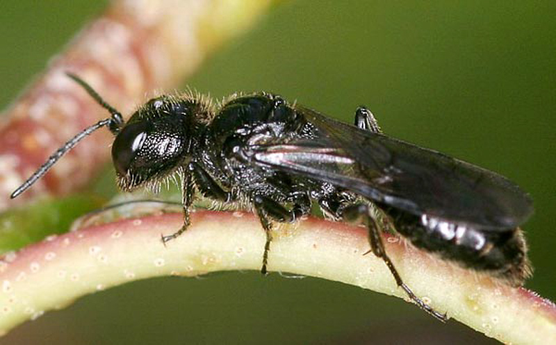 Aculeate Wasps : (Crabronidae) Pemphredon lethifer