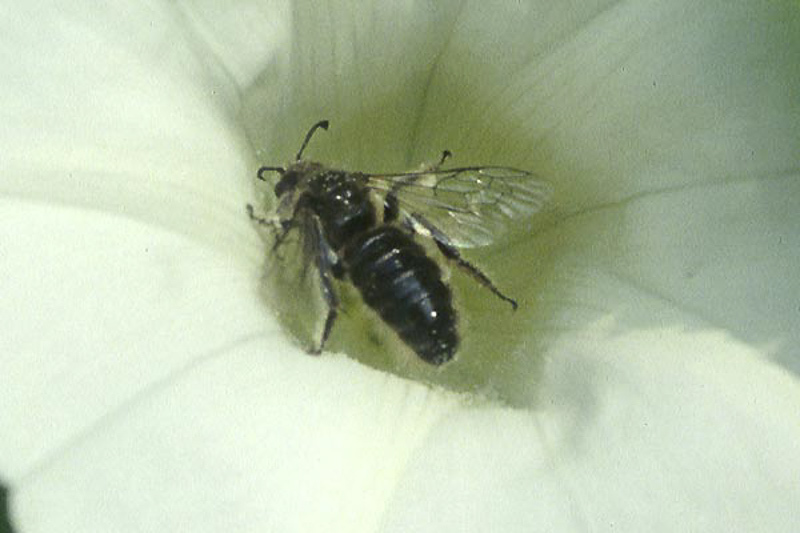 Bees : (Halictidae) Systropha planidens