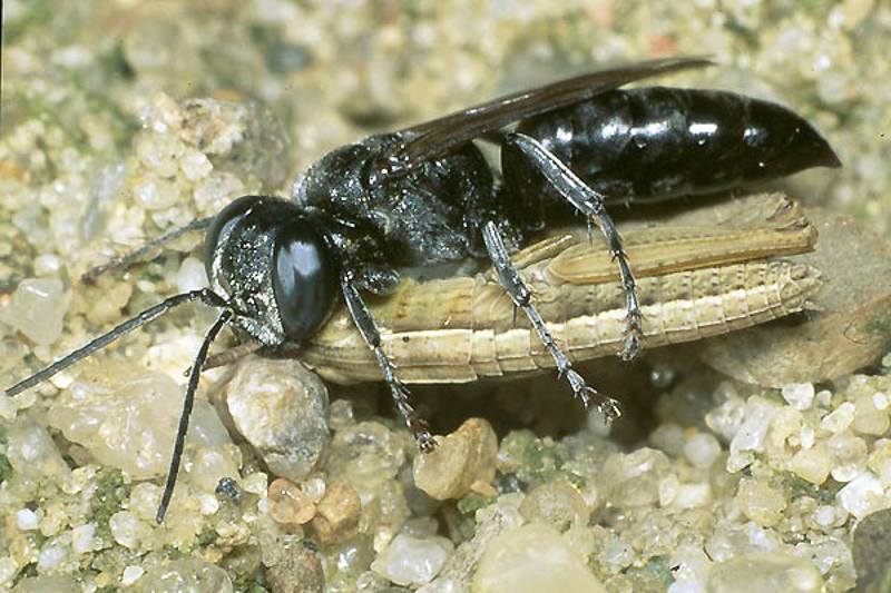 Aculeate Wasps : (Crabronidae) Tachysphex helveticus
