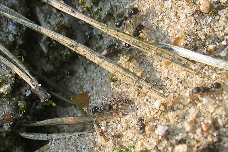 Ants : (Formicidae) Tetramorium caespitum