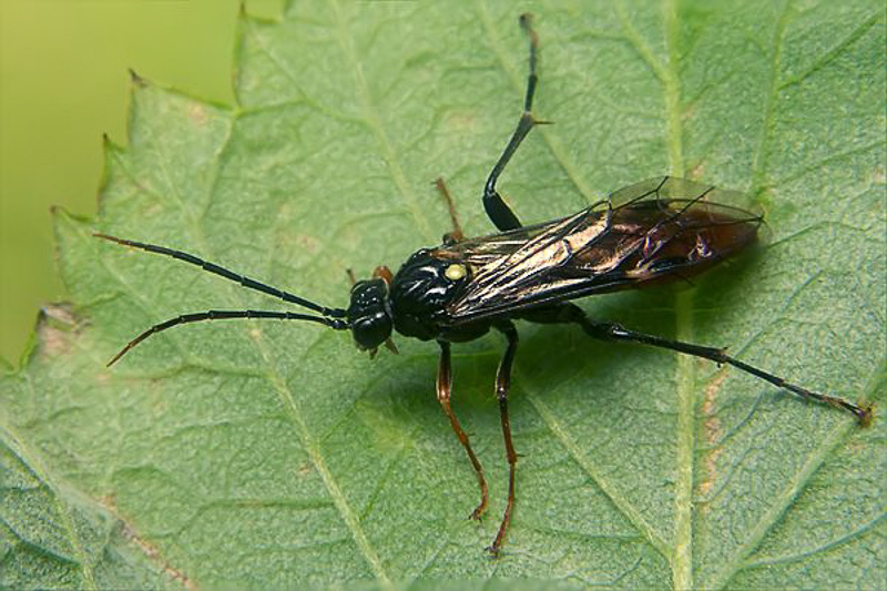 Sawflies and horntails : (Tenthredinidae) Tenthredopsis litterata