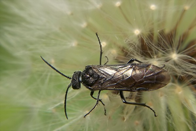 Sawflies and horntails : (Tenthredinidae) Dolerus nigratus