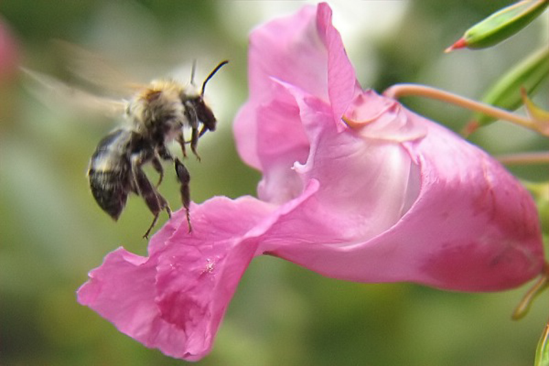 Bees : (Apidae) Bombus pascuorum