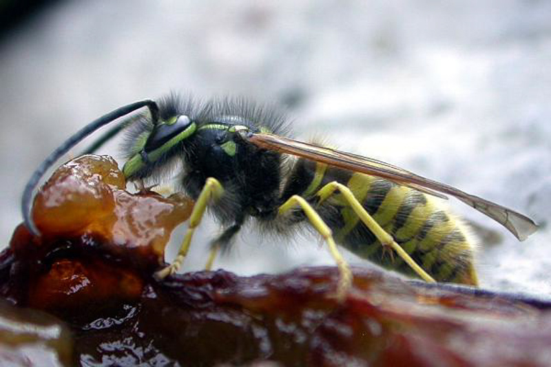 Aculeate Wasps : (Vespidae) Vespula vulgaris