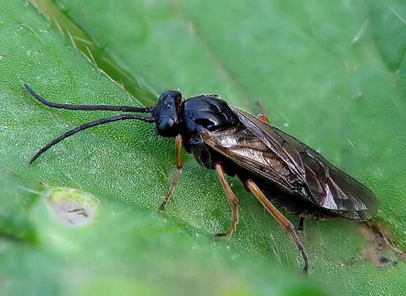 Sawflies and horntails : (Tenthredinidae) Apethymus apicalis