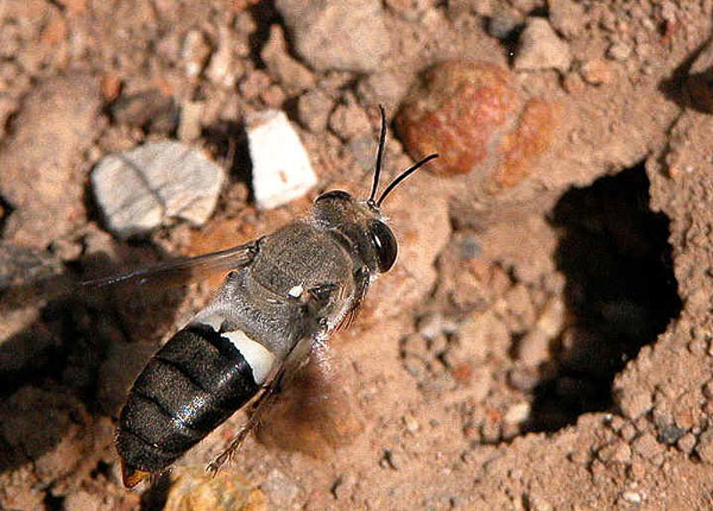 Aculeate Wasps : (Crabronidae) Bembix vespiformis