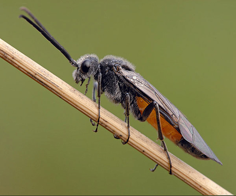 Sawflies and horntails : (Tenthredinidae) Dolerus anticus