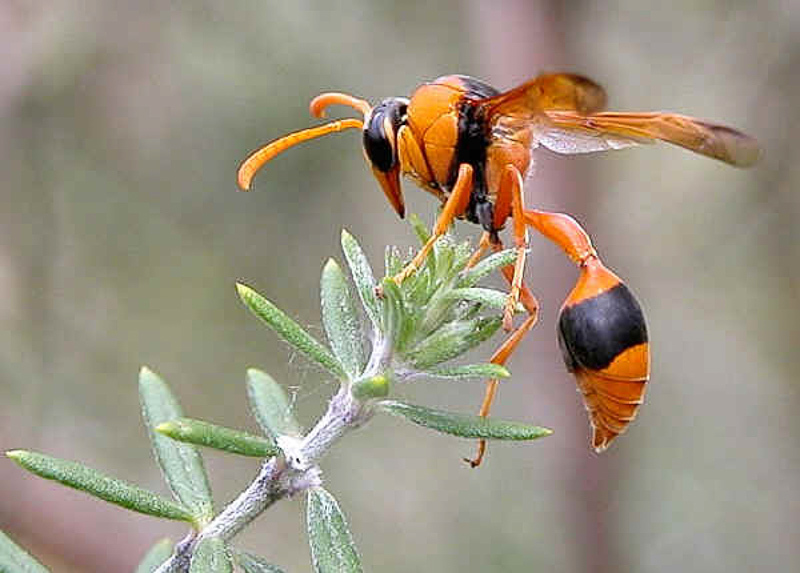 Aculeate Wasps : (Vespidae) Eumenes pyriformis