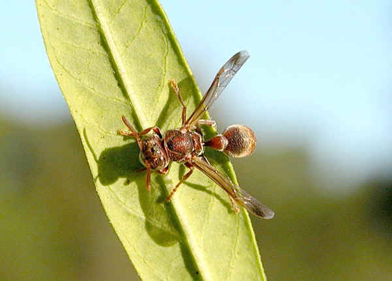 Aculeate Wasps : (Vespidae) Ropalidia revolutionalis