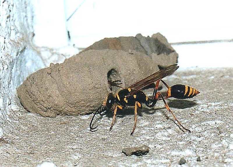 Aculeate Wasps : (Sphecidae) Sceliphron formosum