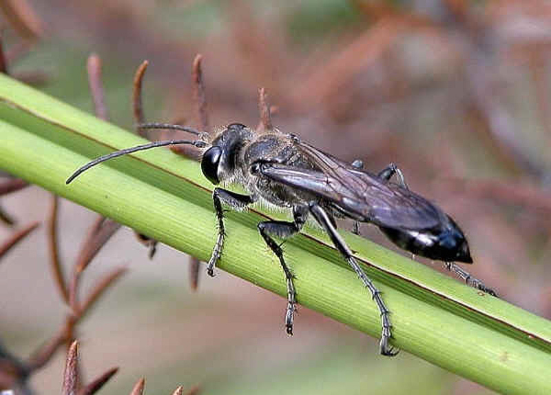 Aculeate Wasps : (Sphecidae) Sphex cognatus
