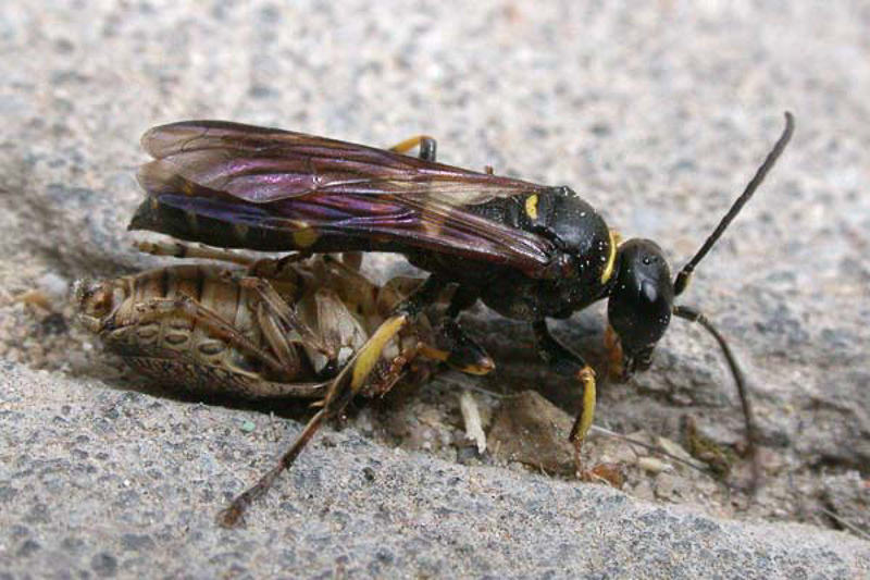 Aculeate Wasps : (Crabronidae) Gorytes planifrons
