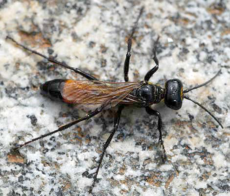 Aculeate Wasps : (Sphecidae) Podalonia alpina