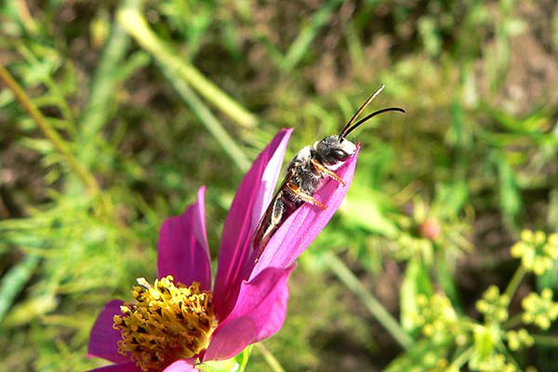 Bees : (Apidae) Halictus quadricinctus