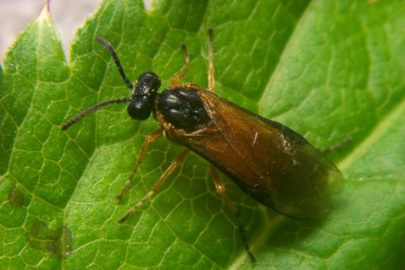 Sawflies and horntails : (Tenthredinidae) Athalia circularis